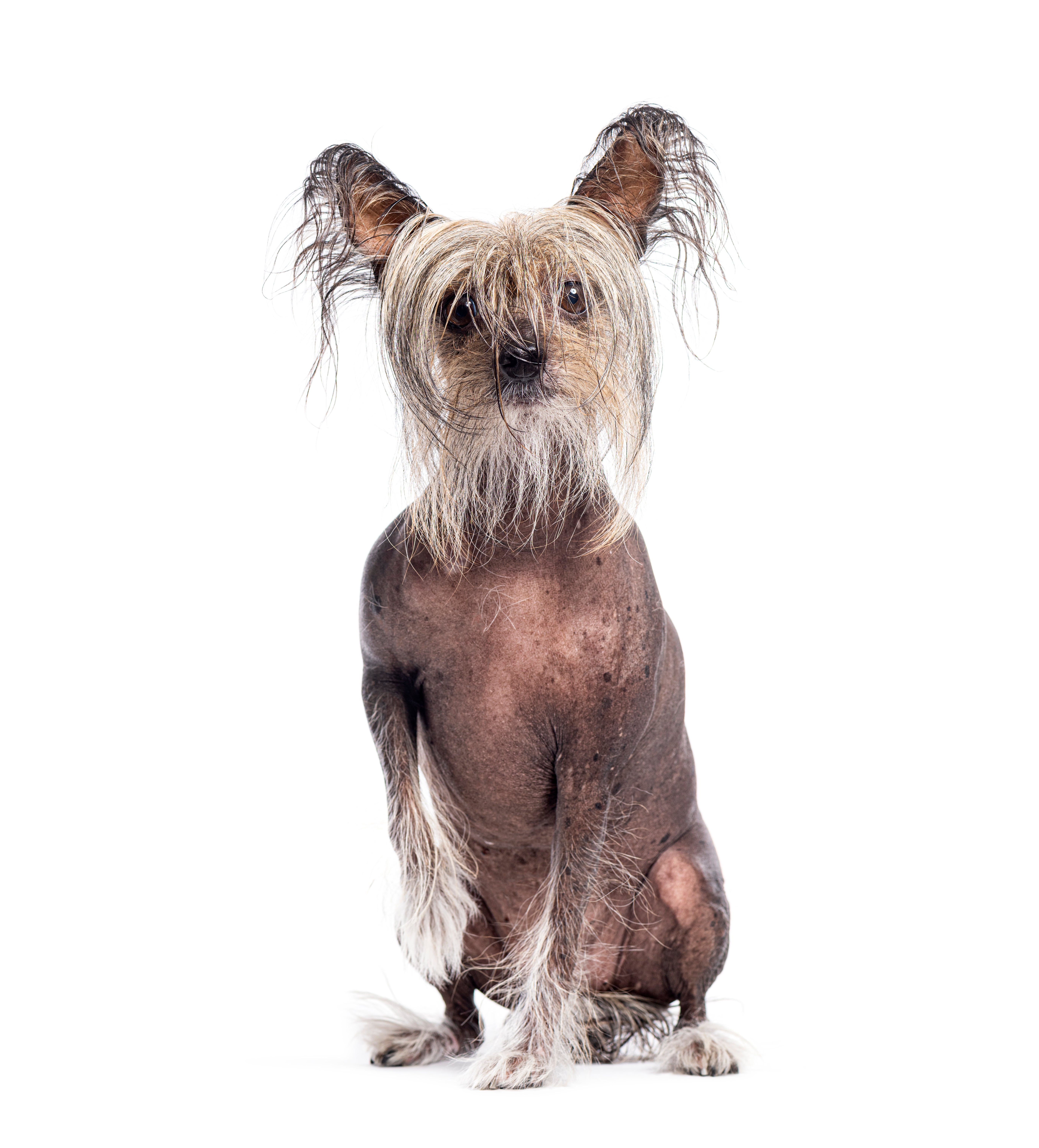 Chinese crested dog price hotsell